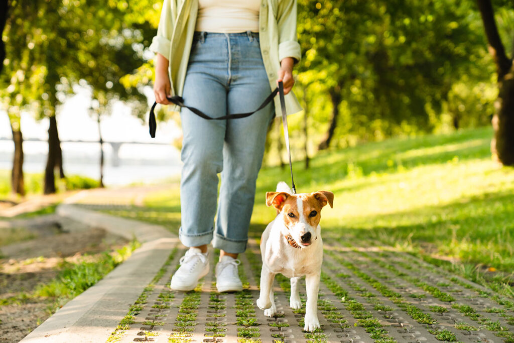 Parkta yürüyüş yapan köpek