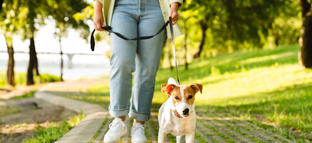 Parkta yürüyüş yapan köpek