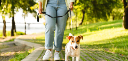 Parkta yürüyüş yapan köpek