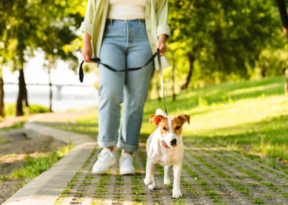 Parkta yürüyüş yapan köpek