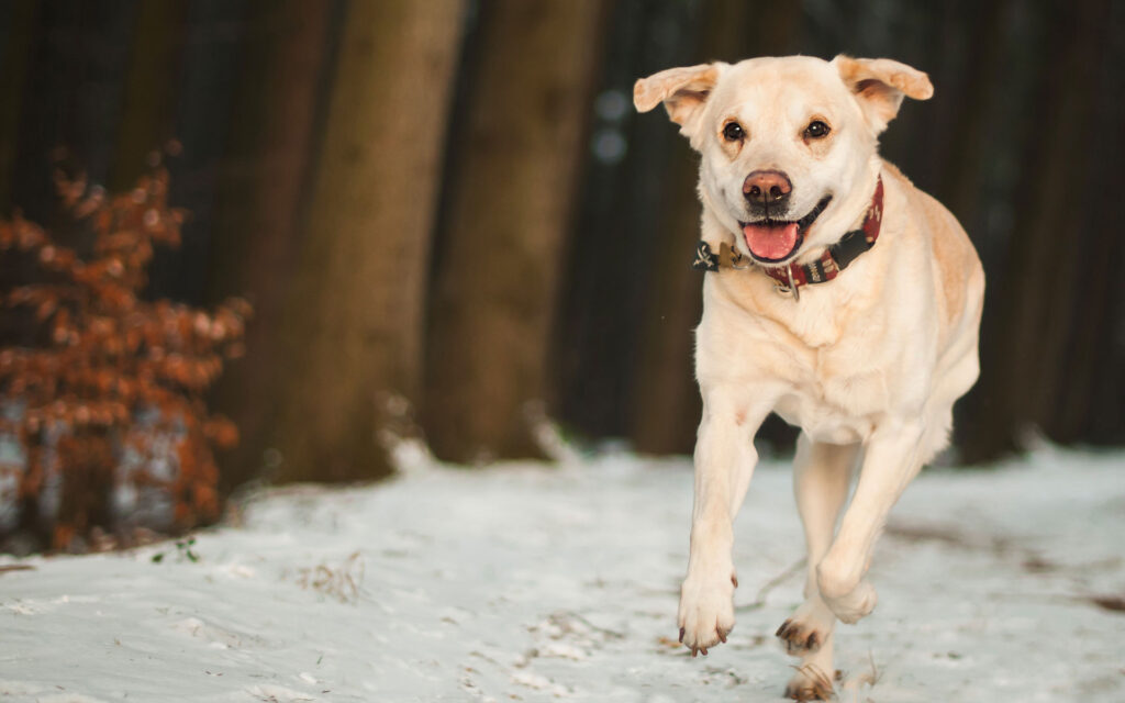 Karın tadını çıkaran sağlıklı köpek