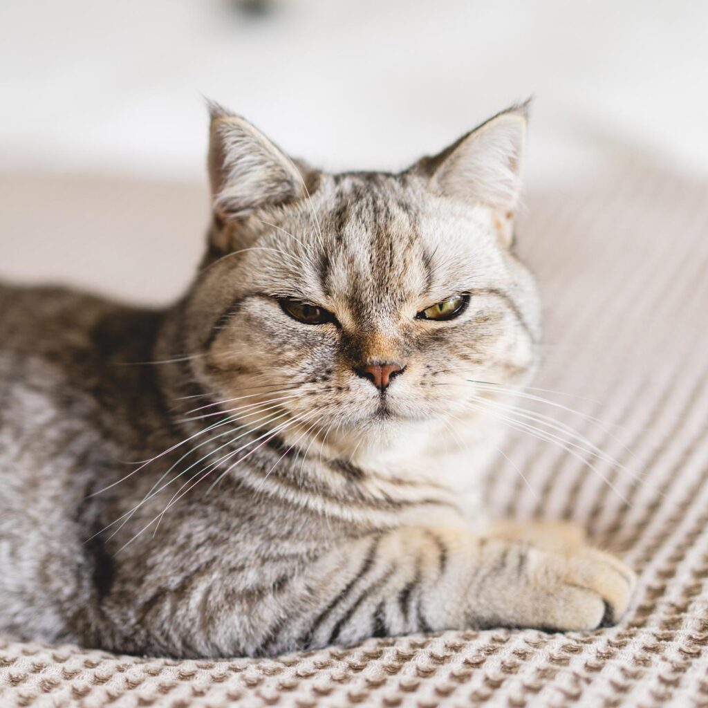 Dinlenme alanında kedi