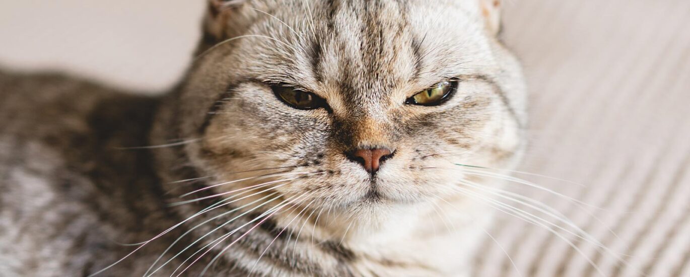 Dinlenme alanında kedi